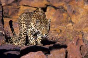 nature, Animals, Wildlife, Leopard