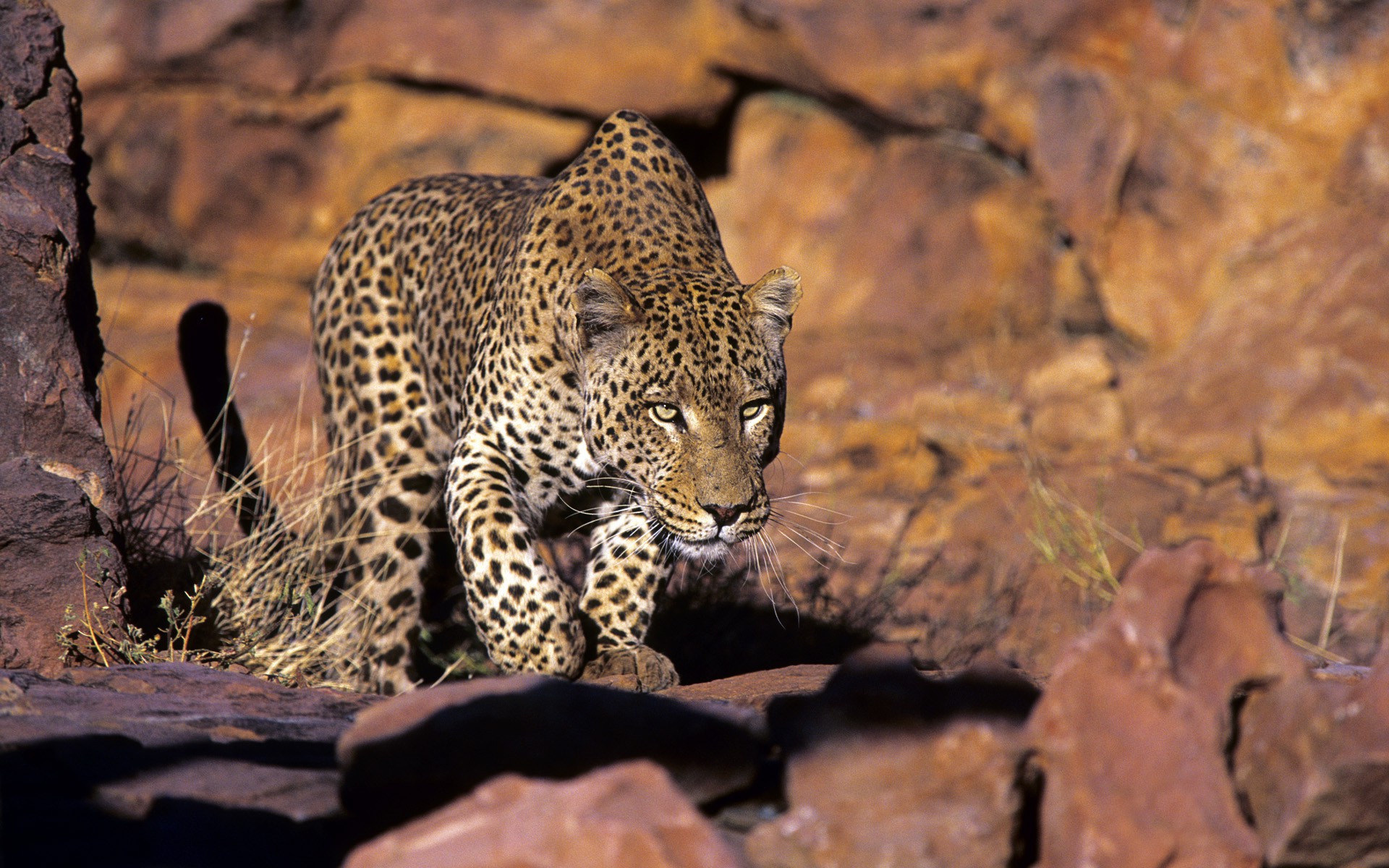 nature, Animals, Wildlife, Leopard Wallpaper
