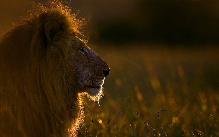 nature, Animals, Wildlife, Lion HD Wallpaper Desktop Background