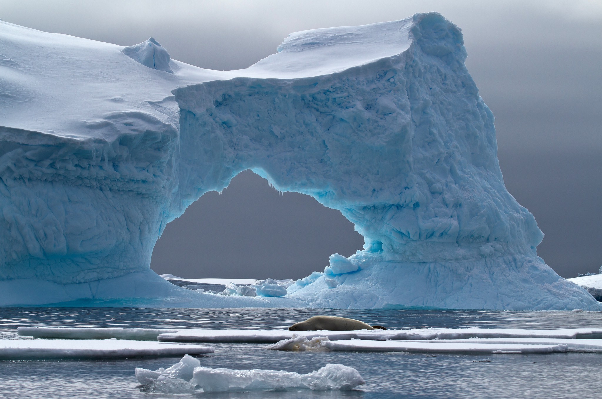 iceberg, Landscape, Nature, Sea, Seals Wallpaper