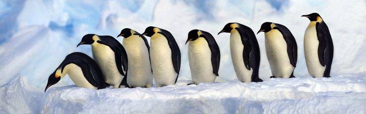 nature, Animals, Wildlife, Birds, Penguins HD Wallpaper Desktop Background
