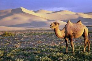 nature, Animals, Wildlife, Desert, Camels