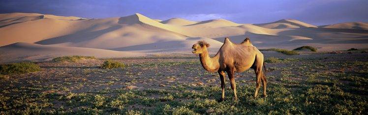 nature, Animals, Wildlife, Desert, Camels HD Wallpaper Desktop Background