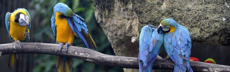 nature, Animals, Wildlife, Birds, Macaws HD Wallpaper Desktop Background