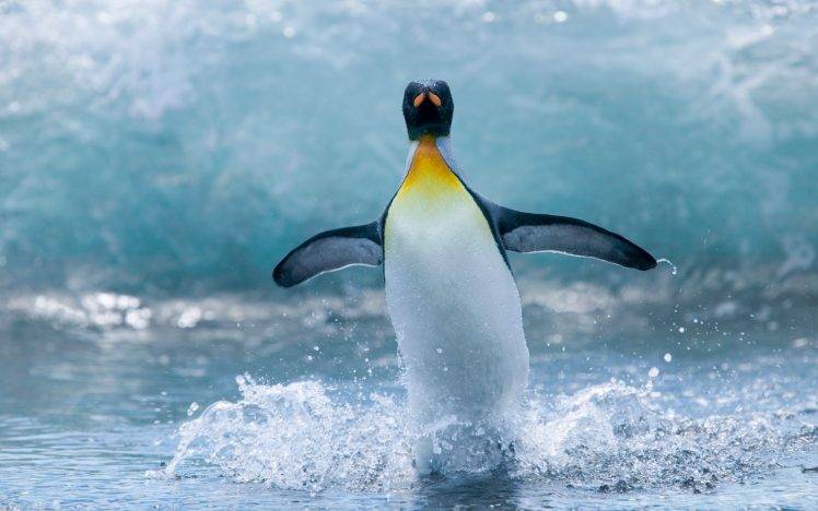 nature, Animals, Wildlife, Birds, Penguins HD Wallpaper Desktop Background