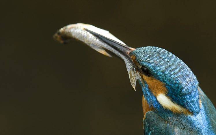 nature, Animals, Wildlife, Birds, Kingfisher HD Wallpaper Desktop Background