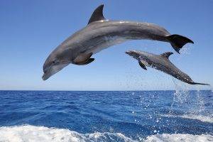nature, Animals, Wildlife, Dolphin
