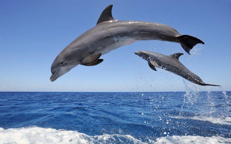 nature, Animals, Wildlife, Dolphin HD Wallpaper Desktop Background