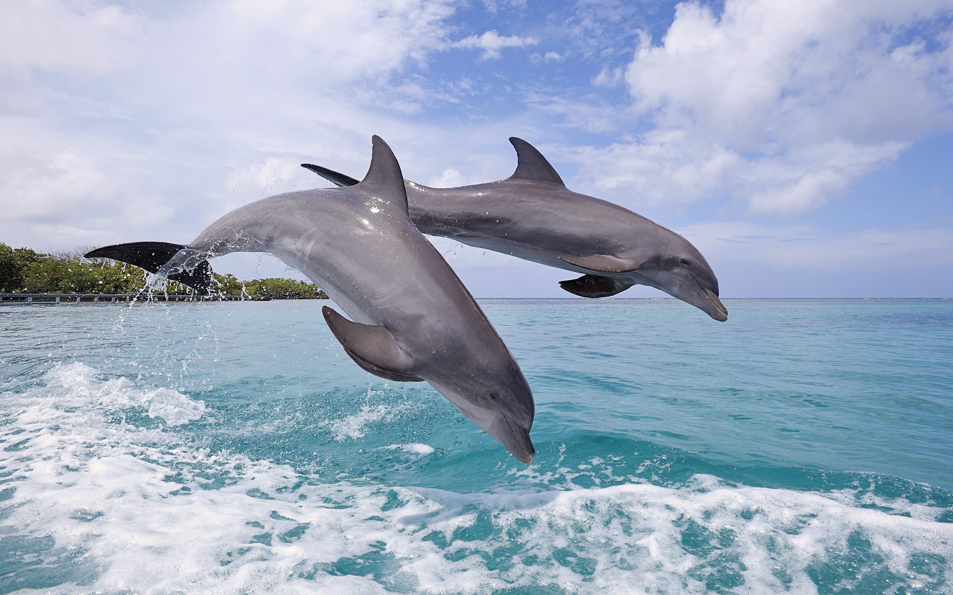 nature, Animals, Wildlife, Dolphin Wallpapers HD / Desktop and Mobile