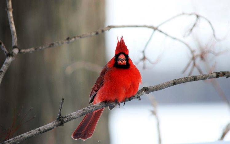 nature, Animals, Wildlife, Birds, Cardinals HD Wallpaper Desktop Background