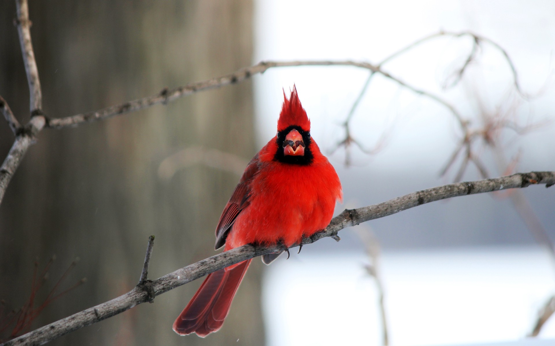 Птица кардинал фото и описание
