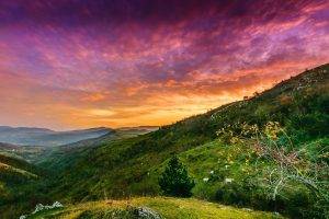 nature, Landscape, Mountain, Trees, Sunset, Clouds, Valley, Grass, Cows, Shrubs, Green, Yellow, Pink