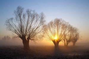 nature, Landscape, Trees, Mist, Winter, Morning, Sunrise, Cold, Frost, Branch