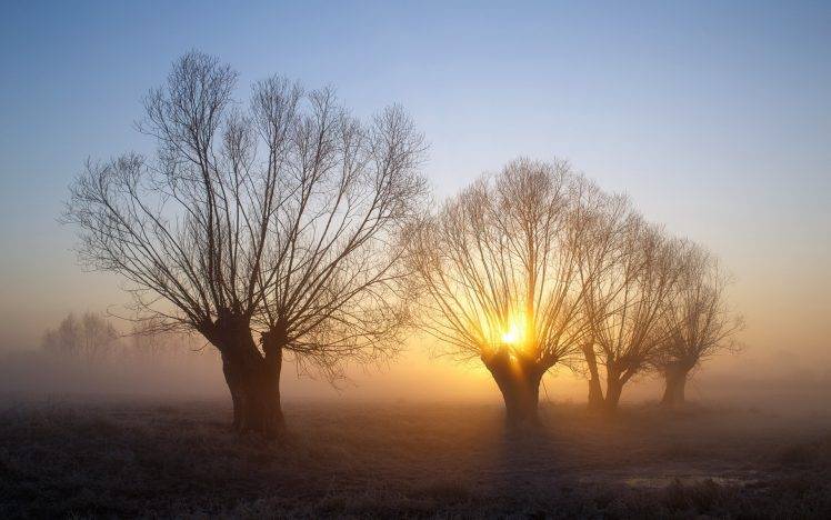 nature, Landscape, Trees, Mist, Winter, Morning, Sunrise, Cold, Frost, Branch HD Wallpaper Desktop Background