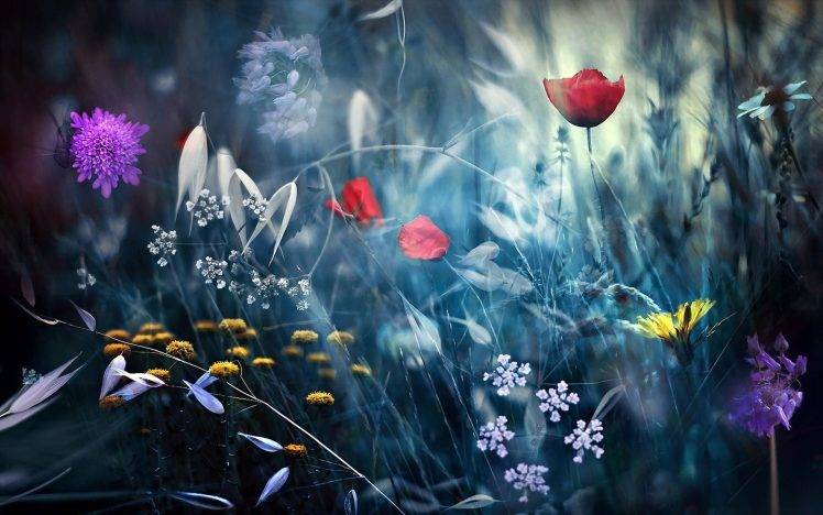 landscape, Nature, Flowers, Depth Of Field HD Wallpaper Desktop Background