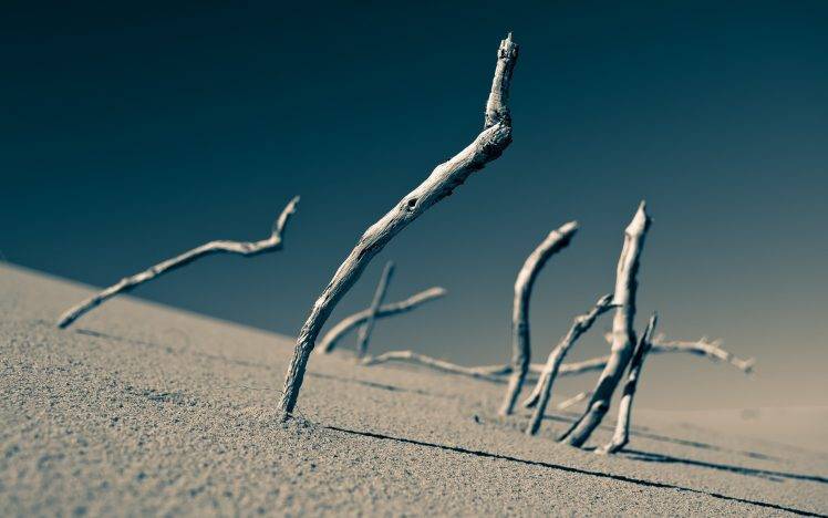 landscape, Desert, Sand, Depth Of Field, Dead Trees HD Wallpaper Desktop Background