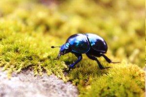 animals, Insect, Beetles, Moss