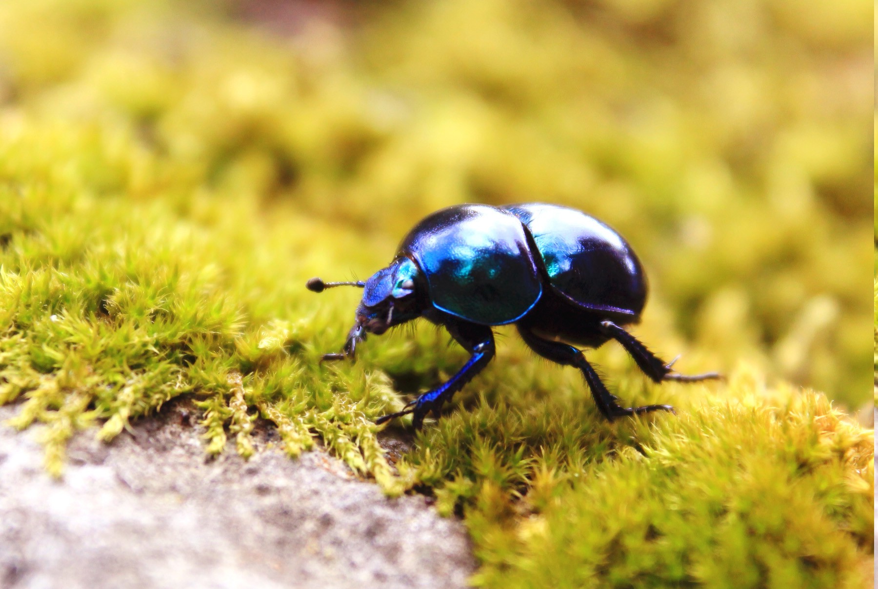 animals, Insect, Beetles, Moss Wallpaper