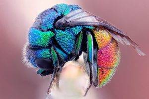 animals, Insect, Colorful