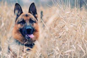 dog, German Shepherd, Animals