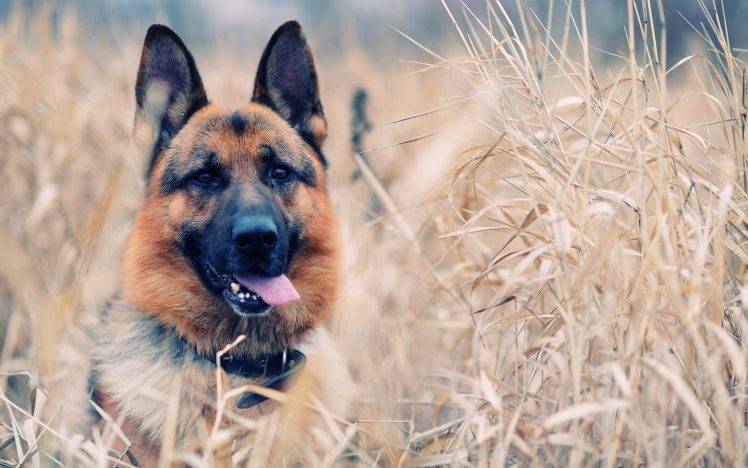dog, German Shepherd, Animals HD Wallpaper Desktop Background