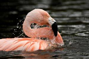 animals, Nature, Flamingos, Birds, Water
