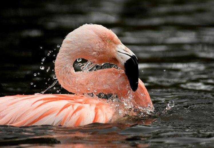 animals, Nature, Flamingos, Birds, Water HD Wallpaper Desktop Background