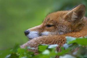 animals, Nature, Fox
