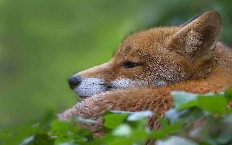 animals, Nature, Fox HD Wallpaper Desktop Background