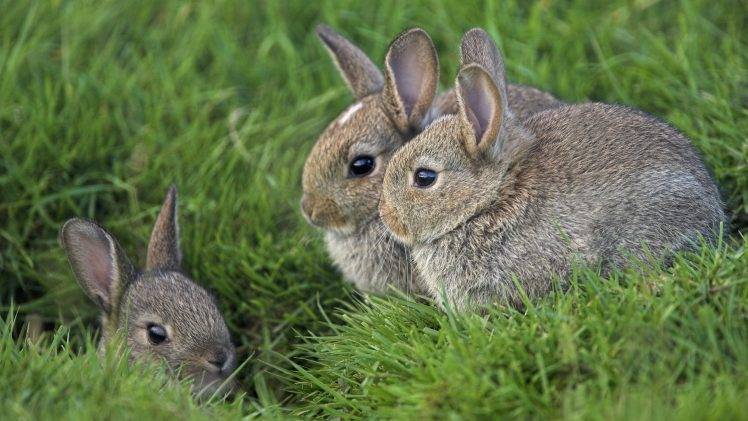 animals, Nature, Rabbits HD Wallpaper Desktop Background
