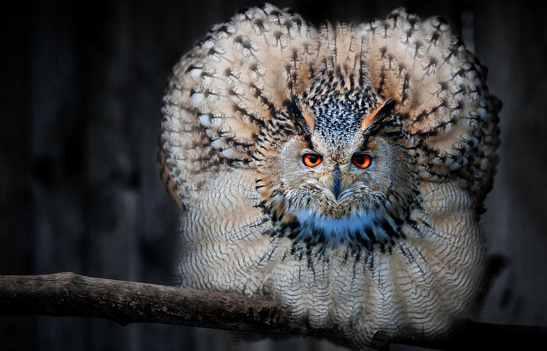animals, Nature, Owl, Birds Wallpaper