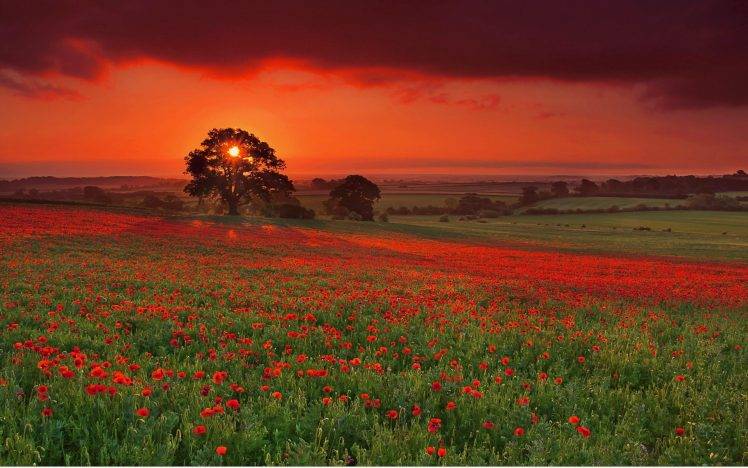 nature, Sunset, Flowers, Sky, Landscape HD Wallpaper Desktop Background