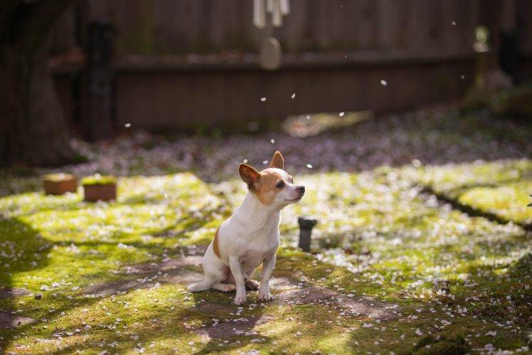 animals, Dog, Jack Russell Terrier, Depth Of Field, Petals HD Wallpaper Desktop Background
