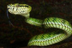 animals, Nature, Snake, Vipers, Reptile