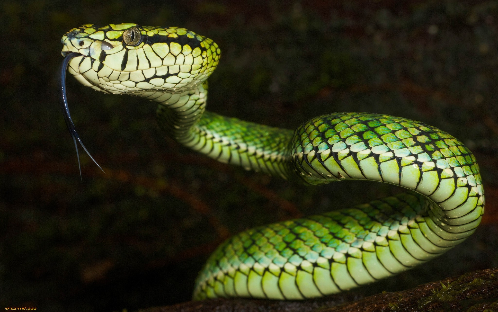 animals, Nature, Snake, Vipers, Reptile Wallpaper