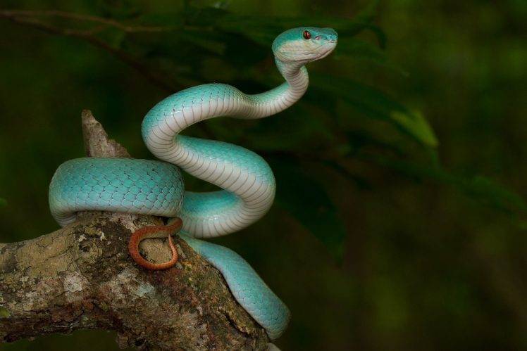 animals, Nature, Snake, Reptile HD Wallpaper Desktop Background