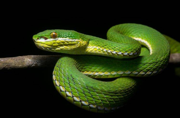 reptile, Snake, Animals HD Wallpaper Desktop Background