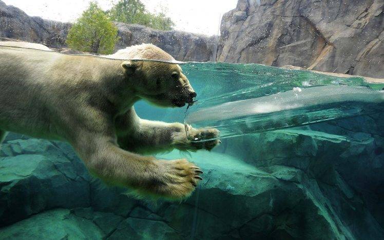 polar Bears, Animals, Ice, Split View, Swimming HD Wallpaper Desktop Background