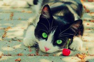 cat, Cherries, Animals, Green Eyes