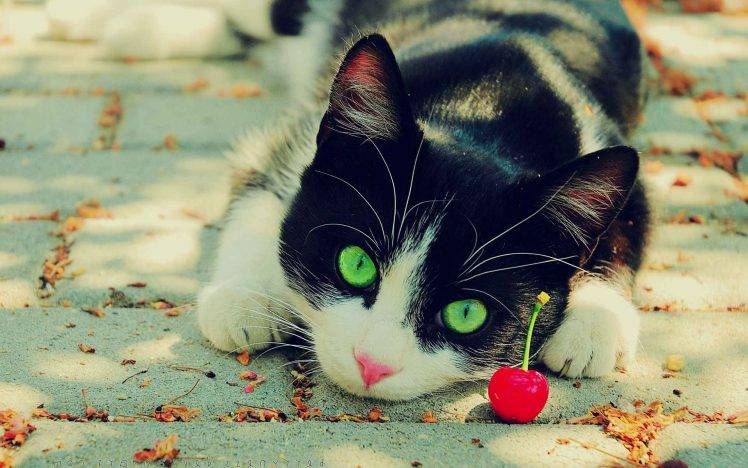 cat, Cherries, Animals, Green Eyes HD Wallpaper Desktop Background