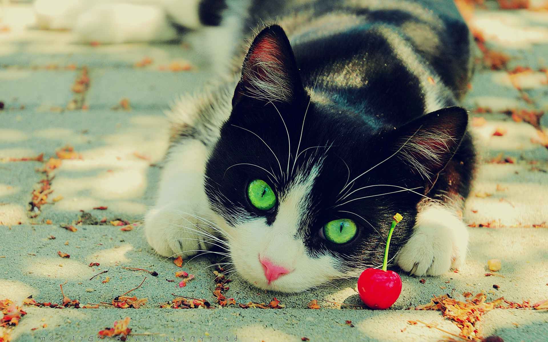 cat, Cherries, Animals, Green Eyes Wallpaper