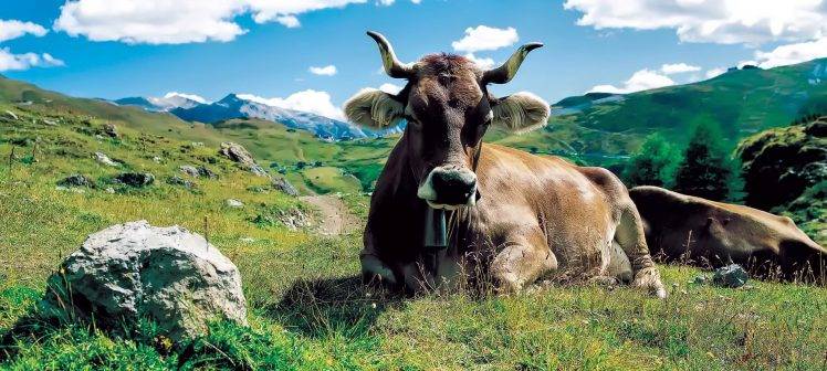 panoramas, Animals, Mountain, Cows HD Wallpaper Desktop Background