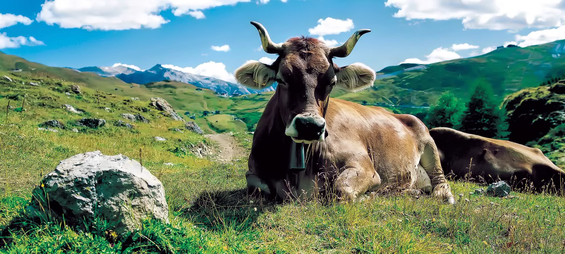 panoramas, Animals, Mountain, Cows Wallpaper