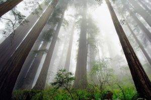 nature, Landscape, Redwood, Trees, Mist, Ferns, Shrubs, Forest, Perspective, California