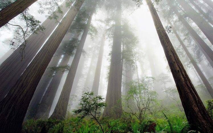nature, Landscape, Redwood, Trees, Mist, Ferns, Shrubs, Forest, Perspective, California HD Wallpaper Desktop Background