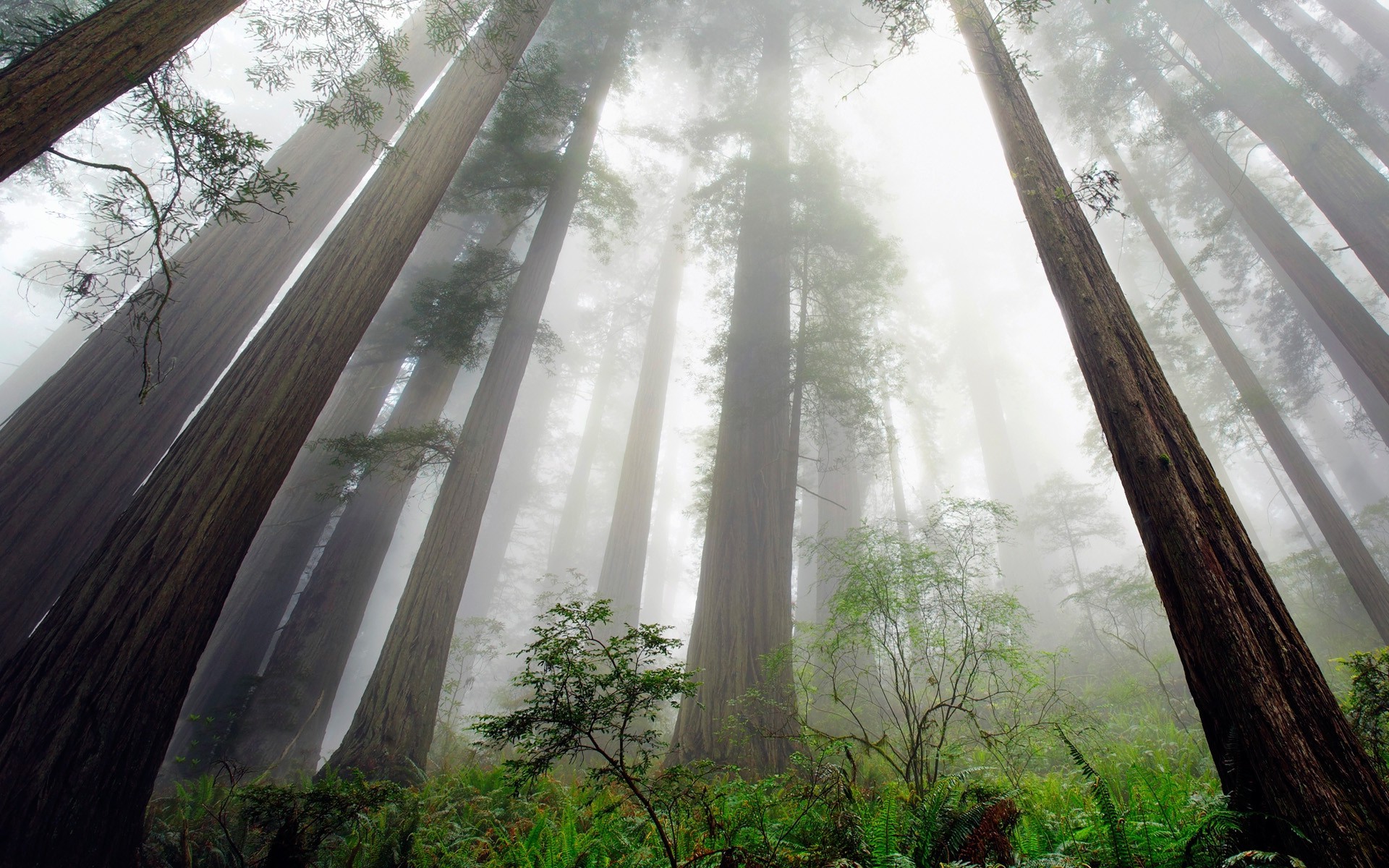 nature, Landscape, Redwood, Trees, Mist, Ferns, Shrubs, Forest, Perspective, California Wallpaper