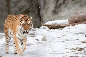 tiger, Animals, Snow, Winter, Nature