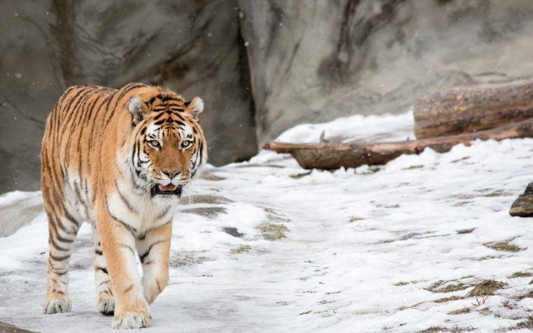 tiger, Animals, Snow, Winter, Nature HD Wallpaper Desktop Background