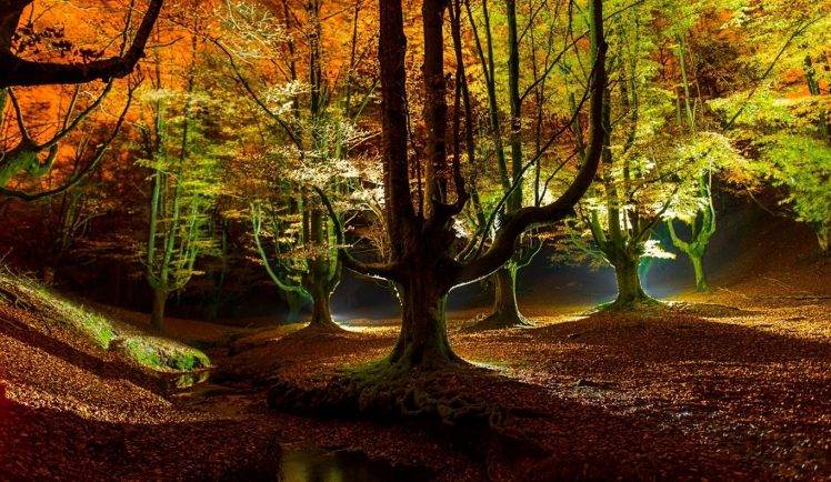 landscape, Nature, Forest, Fall, Creeks, Leaves, Trees, Lights HD Wallpaper Desktop Background