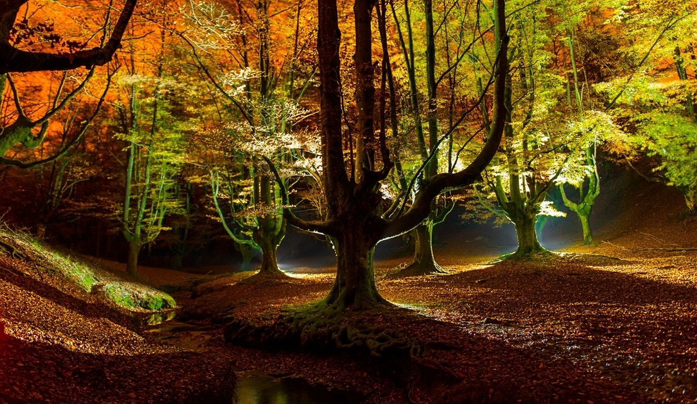 landscape, Nature, Forest, Fall, Creeks, Leaves, Trees, Lights Wallpaper